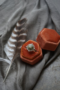 Petrified Bristlecone Pine Ring sz. 7.5